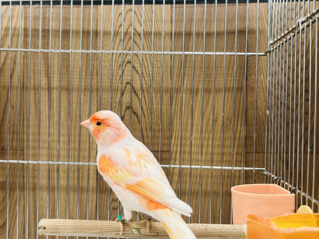 デモフィックカナリア