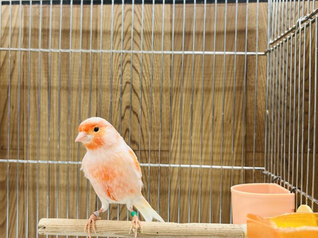 デモフィックカナリア