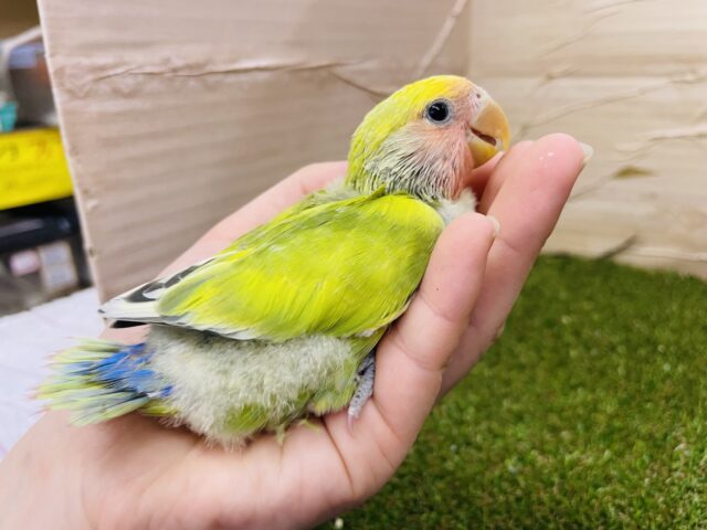 コザクラインコ（小桜インコ）