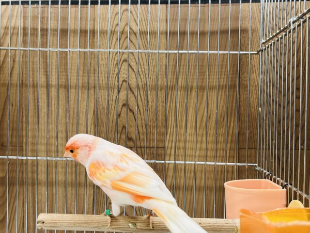 デモフィックカナリア