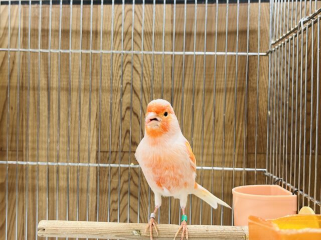 デモフィックカナリア