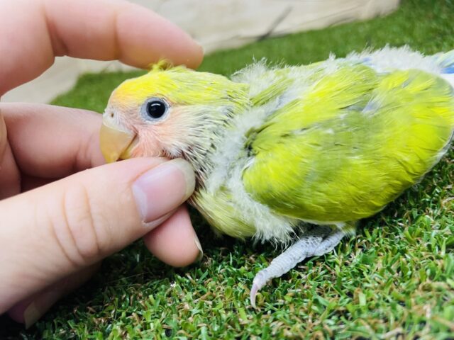 コザクラインコ（小桜インコ）