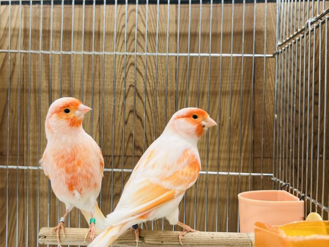 デモフィックカナリア