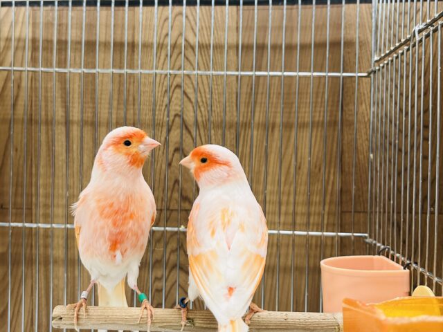 デモフィックカナリア