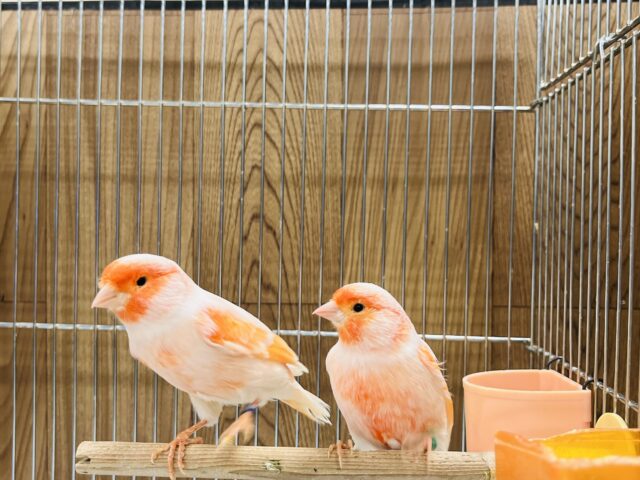 デモフィックカナリア