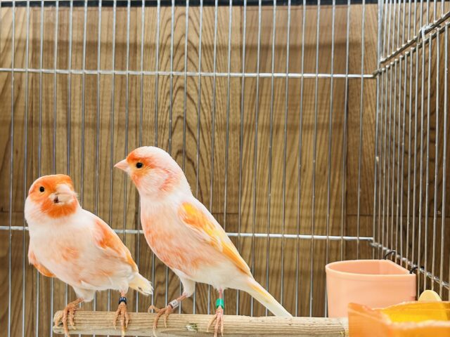 デモフィックカナリア