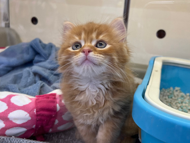 セルカークレックス