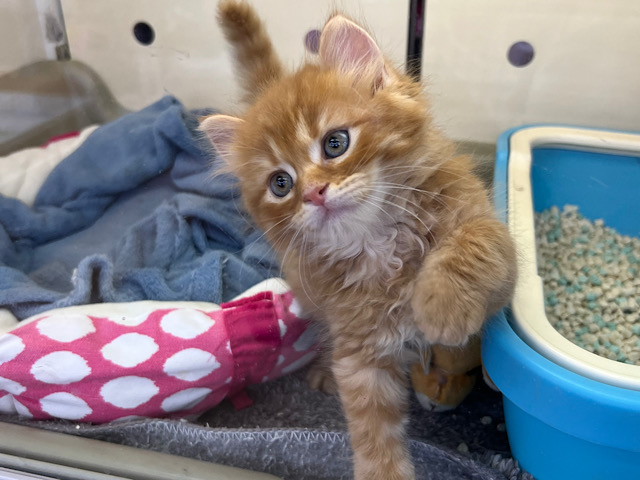 セルカークレックス