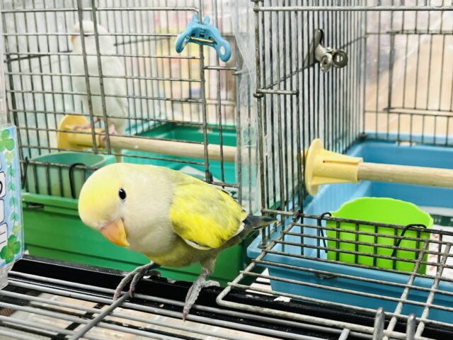 コザクラインコ（小桜インコ）