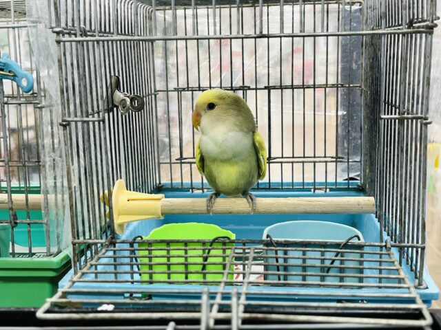 コザクラインコ（小桜インコ）