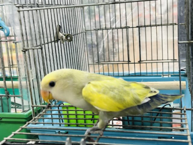 コザクラインコ（小桜インコ）