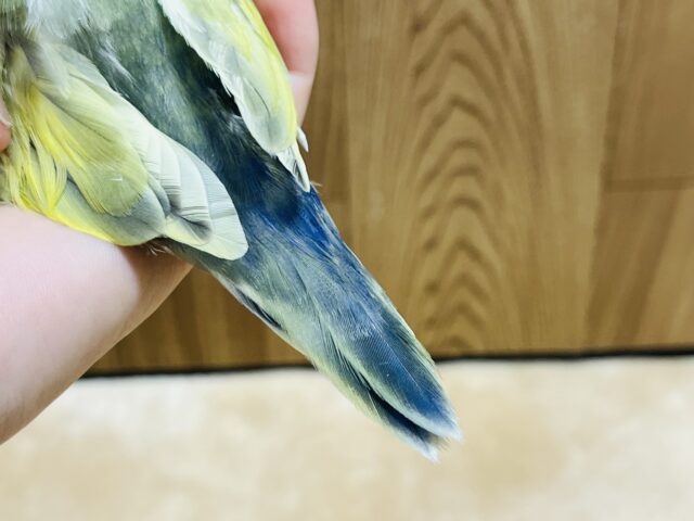 コザクラインコ（小桜インコ）