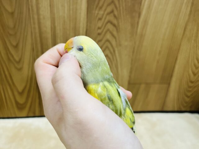 コザクラインコ（小桜インコ）