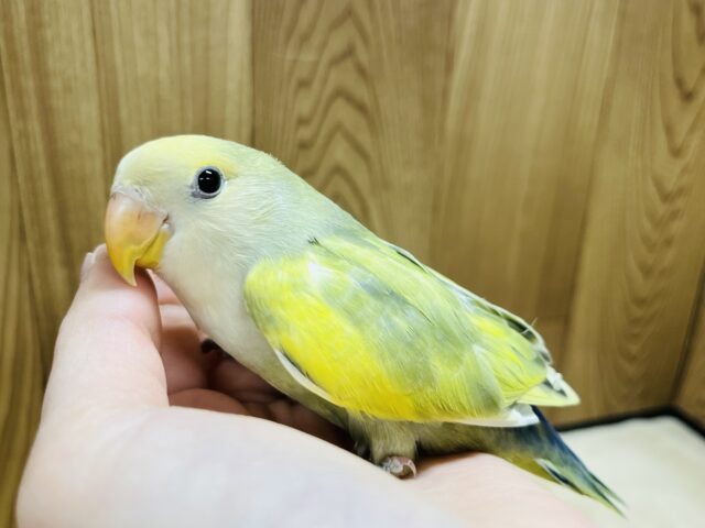 コザクラインコ（小桜インコ）