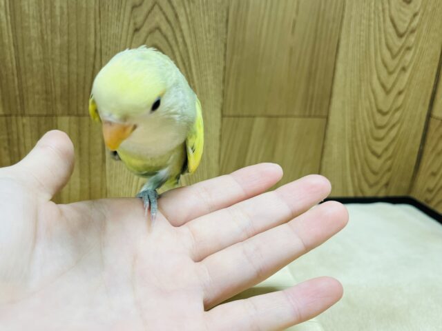 コザクラインコ（小桜インコ）