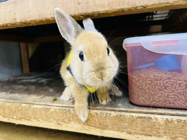 ネザーランドドワーフ