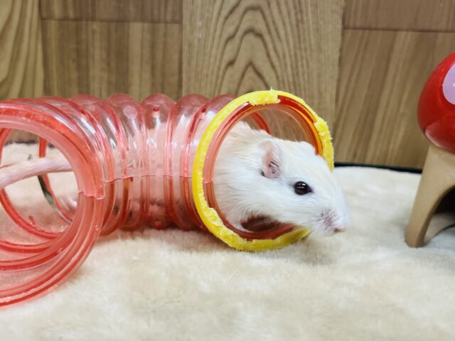 カラージャービル（スナネズミ）