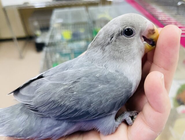 コザクラインコ（小桜インコ）