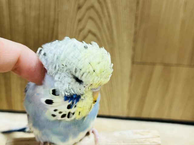 ジャンボセキセイインコ