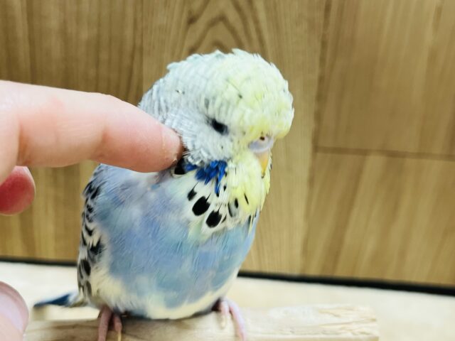 ジャンボセキセイインコ