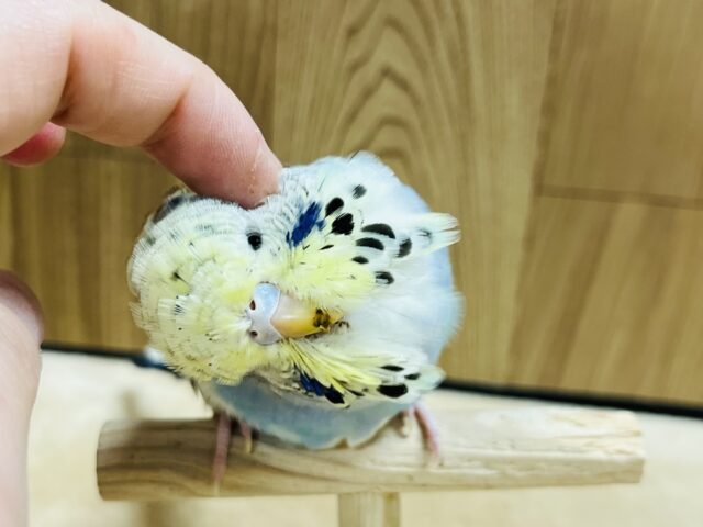 ジャンボセキセイインコ