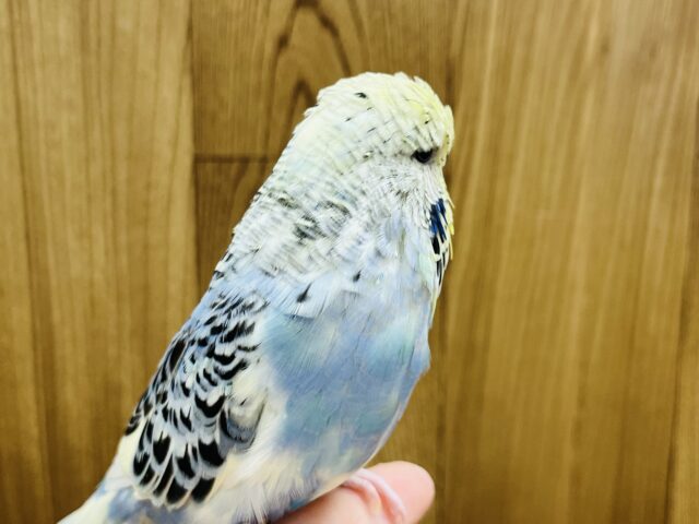 ジャンボセキセイインコ