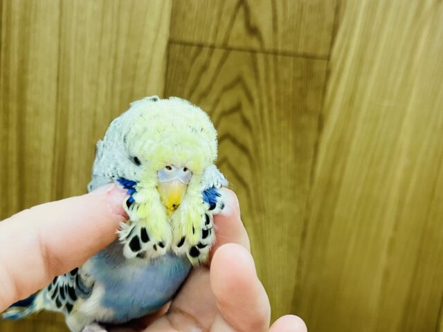 ジャンボセキセイインコ