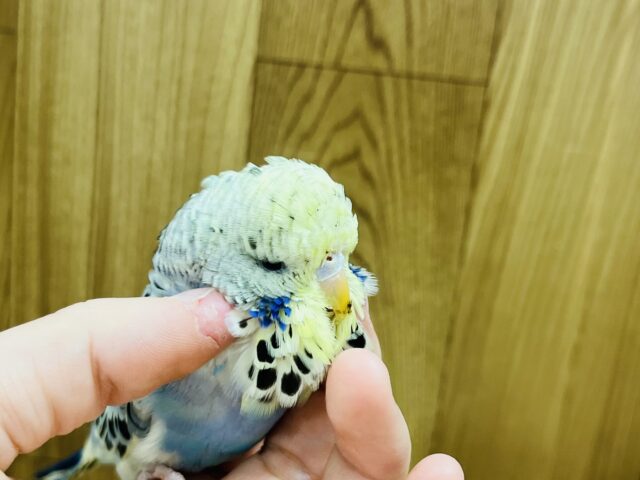 ジャンボセキセイインコ