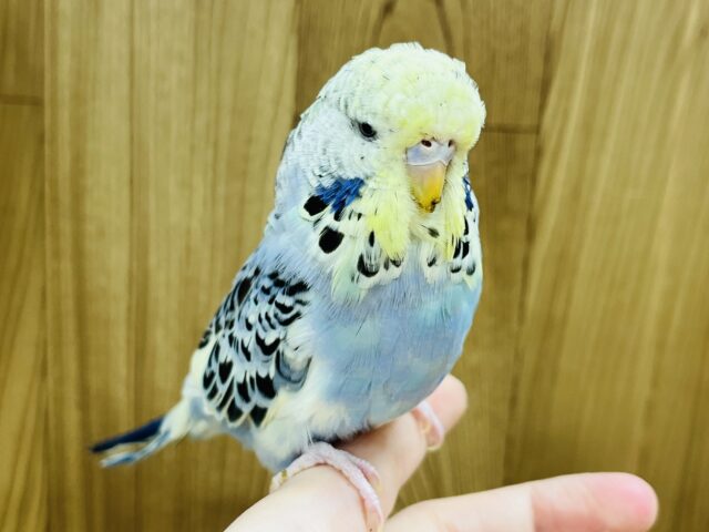 ジャンボセキセイインコ