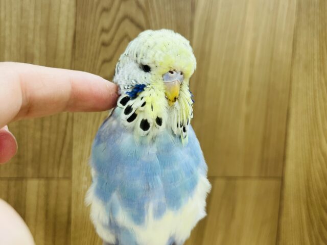 ジャンボセキセイインコ