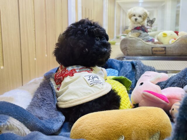 かまってもかまってもアピールが止まらない❗️かまちょすぎるよトイプーくーん😂 トイプードル