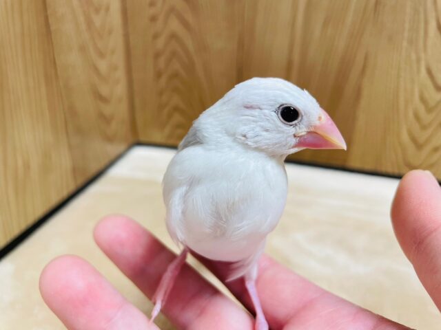 白文鳥