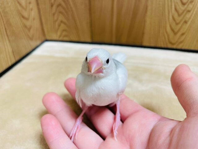 白文鳥