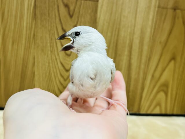 シルバー文鳥