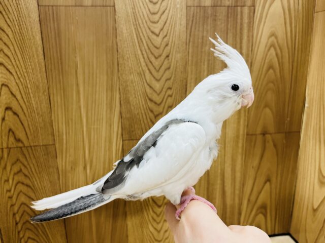 オカメインコ
