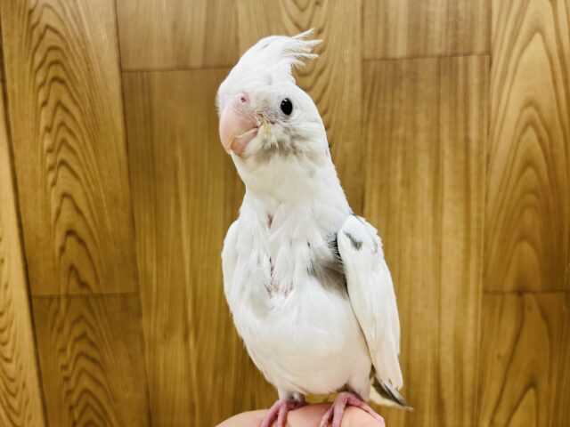 オカメインコ