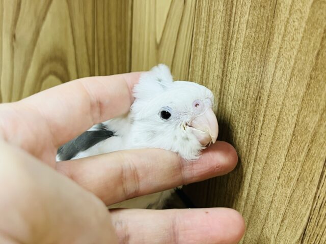 オカメインコ