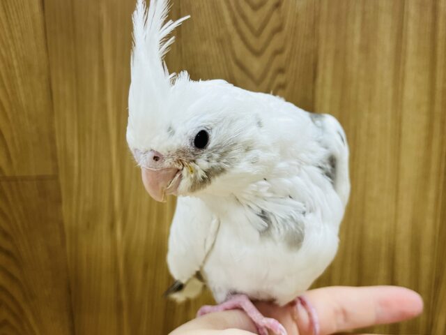 オカメインコ