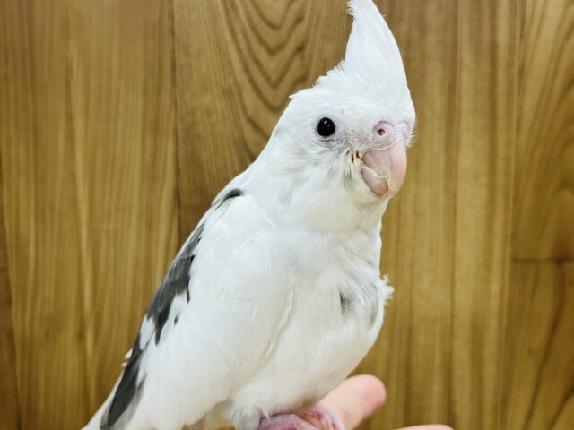 オカメインコ