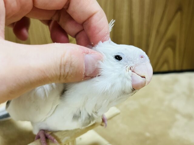 オカメインコ