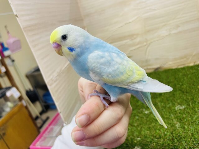 セキセイインコ