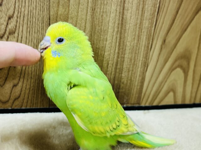 セキセイインコ