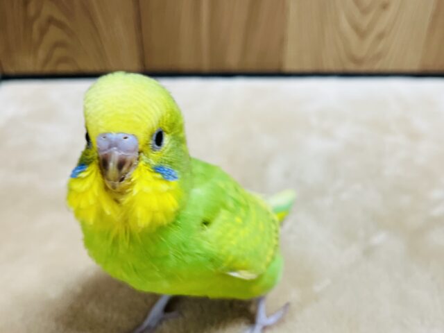セキセイインコ