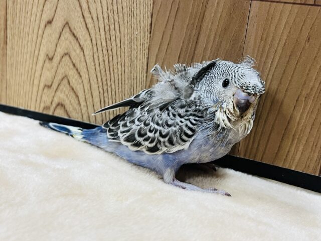 羽衣セキセイインコ