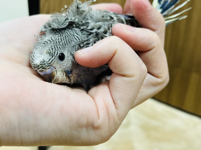 羽衣セキセイインコ
