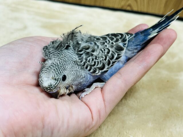 羽衣セキセイインコ