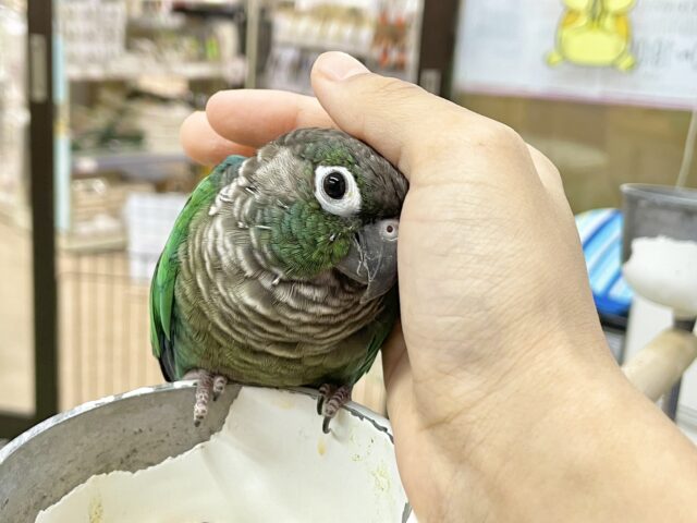 ホオミドリウロコインコ