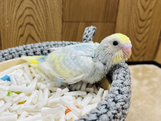 セキセイインコ