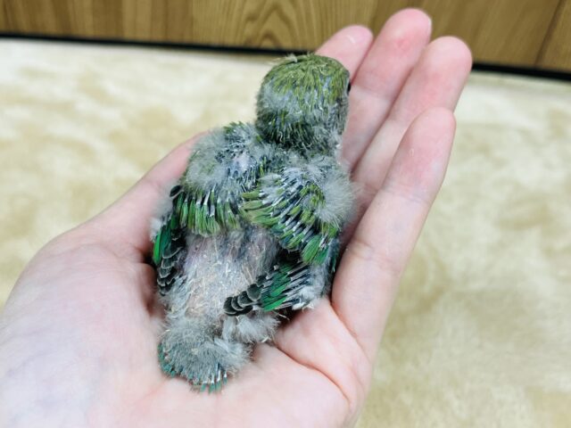 コザクラインコ（小桜インコ）
