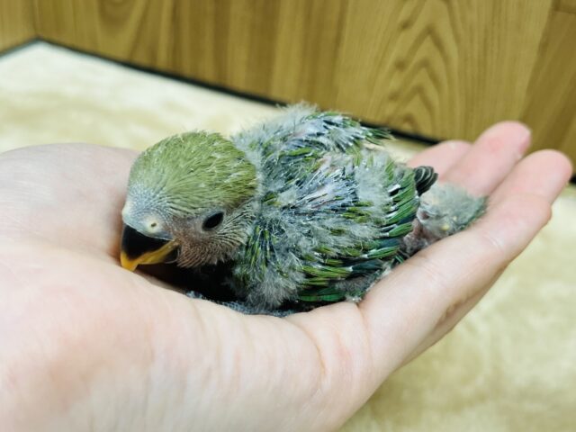 コザクラインコ（小桜インコ）